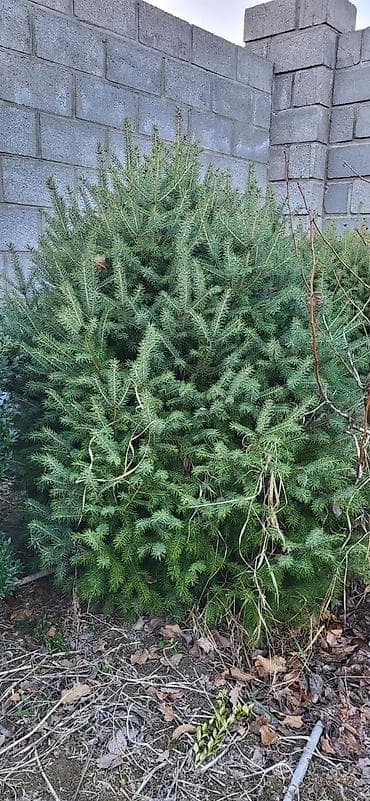 Саженцы деревьев: Ели, Самовывоз at lalafo.kg Саженцы деревьев: Ели, Самовывоз