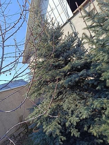 Ель голубая (Picea pungens, «Blue Spruce») — взрослые декоративные at lalafo.kg Ель голубая (Picea pungens, «Blue Spruce») — взрослые декоративные