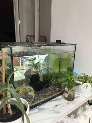 Срочно продается at lalafo.kg Срочно продается