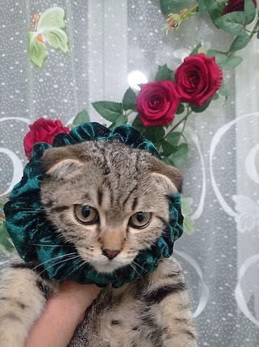 Бонбоньерки: Ожерелье-воротник для кошек (декоративная «руффа») - Назначение at lalafo.kg — 2 Бонбоньерки: Ожерелье-воротник для кошек (декоративная «руффа») - Назначение — 2