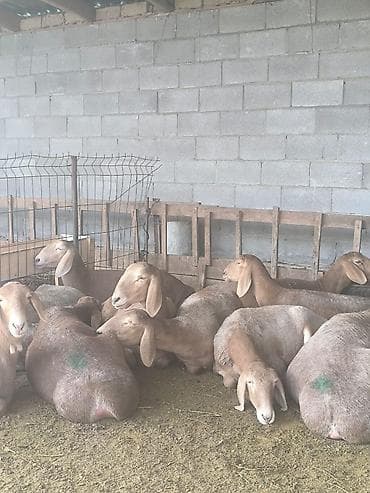 Продаю | Ягненок | Арашан | Для разведения | Ярка at lalafo.kg Продаю | Ягненок | Арашан | Для разведения | Ярка