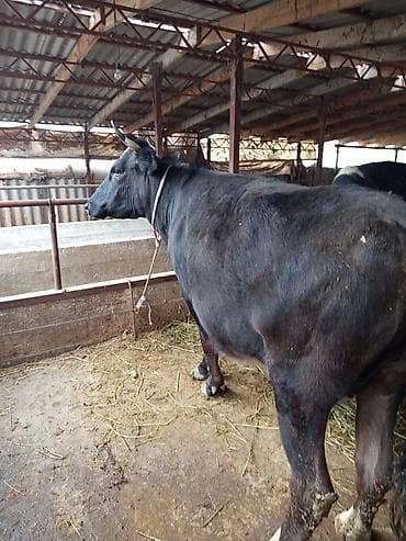 Продаю | Корова (самка) | Для молока | Привязанные at lalafo.kg Продаю | Корова (самка) | Для молока | Привязанные