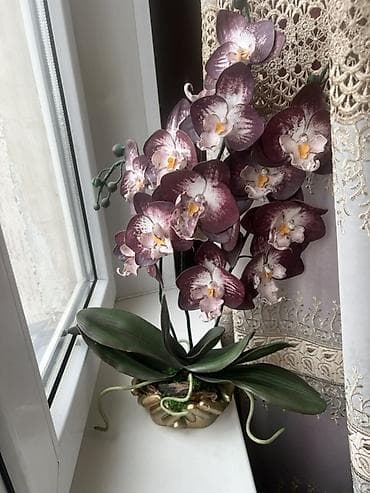 Искусственная композиция «Орхидея фаленопсис» в декоративном кашпо. - at lalafo.kg Искусственная композиция «Орхидея фаленопсис» в декоративном кашпо. -