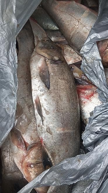 Свежая крупная рыба, целиком, неразделанная.180 сом кг Описание: - at lalafo.kg Свежая крупная рыба, целиком, неразделанная.180 сом кг Описание: -