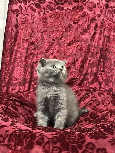 Британская короткошёрстная, 2 месяца, Мальчик, Голубой, Приучена к лотку at lalafo.kg Британская короткошёрстная, 2 месяца, Мальчик, Голубой, Приучена к лотку