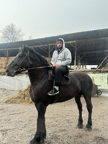 Продаю | Конь (самец) | Рабочий | Племенные at lalafo.kg Продаю | Конь (самец) | Рабочий | Племенные