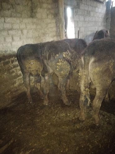 Продаю | Бык (самец) | Полукровка | На откорм at lalafo.kg Продаю | Бык (самец) | Полукровка | На откорм