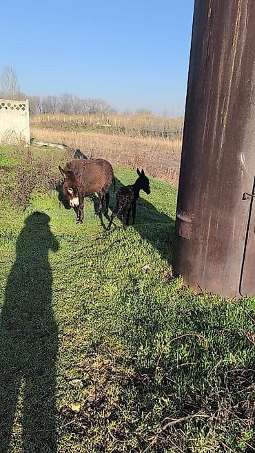 Ослы — мама с жеребёнком - Порода: домашний осёл (стандартный тип). - at lalafo.kg Ослы — мама с жеребёнком - Порода: домашний осёл (стандартный тип). -