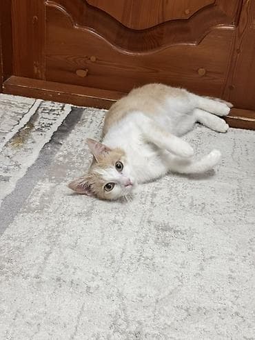 Кошка домашняя, короткошёрстная, окраса кремово-белый (биколор) at lalafo.kg Кошка домашняя, короткошёрстная, окраса кремово-белый (биколор)