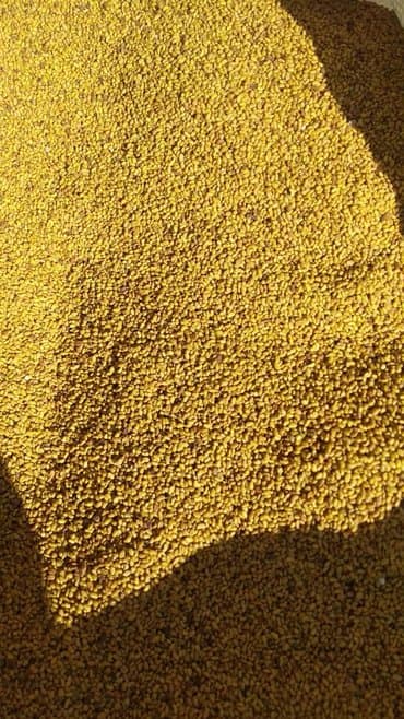 Семена кормовых растений: Люцерна, Самовывоз at lalafo.kg Семена кормовых растений: Люцерна, Самовывоз