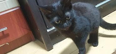 Черный котенок 6-8 месяцев мальчик at lalafo.kg Черный котенок 6-8 месяцев мальчик