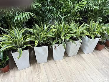 Драцена Варнеке (Dracaena Warneckei) в декоративных кашпо - Эффектные lalafo.kg да Драцена Варнеке (Dracaena Warneckei) в декоративных кашпо - Эффектные