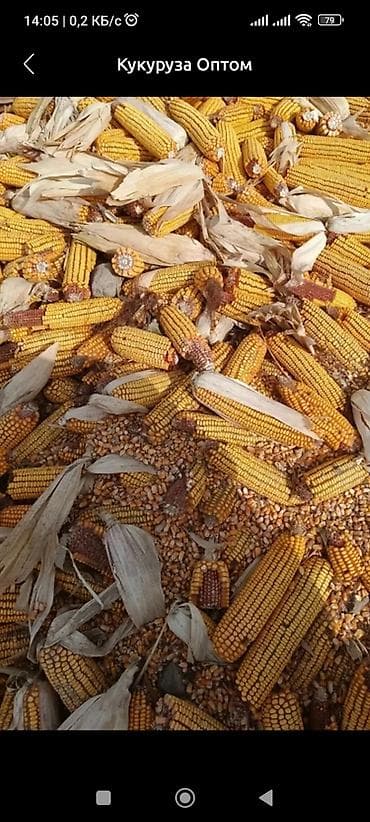 Кукуруза Оптом at lalafo.kg Кукуруза Оптом