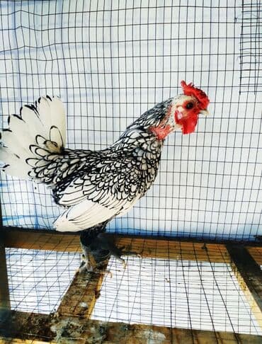 Продаю | Куры, Петух at lalafo.kg Продаю | Куры, Петух