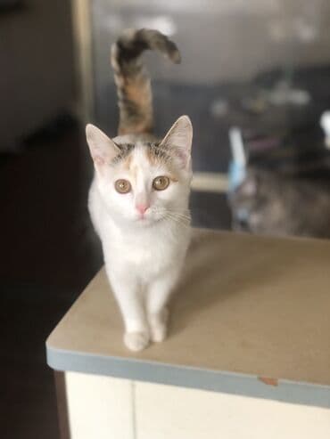 Кошка даром: Беспородная, 4 месяца, Девочка, Приучена к лотку at lalafo.kg Кошка даром: Беспородная, 4 месяца, Девочка, Приучена к лотку
