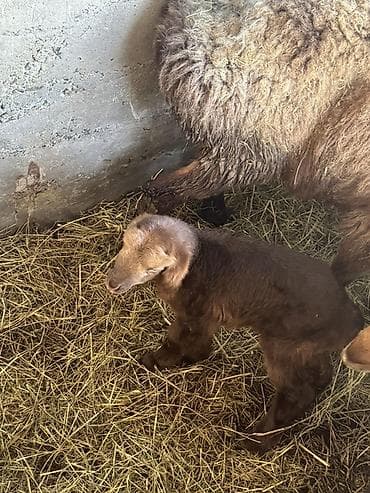 Продаю | Овца (самка) | Полукровка, Арашан | Для разведения | Матка at lalafo.kg Продаю | Овца (самка) | Полукровка, Арашан | Для разведения | Матка