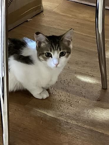 6 месяцев, Девочка at lalafo.kg 6 месяцев, Девочка