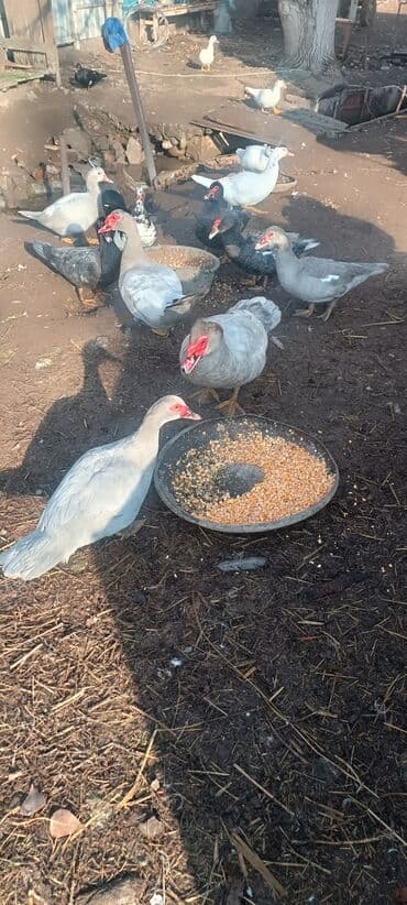 Продаю уток at lalafo.kg Продаю уток