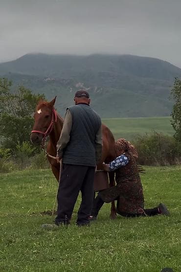 Бээ саап иштегенге семейный, узун мөөнөттүк жумушчулар керек 8-10 at lalafo.kg Бээ саап иштегенге семейный, узун мөөнөттүк жумушчулар керек 8-10