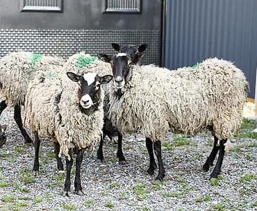 Продаю | Ягненок, Баран (самец) | Гиссарская, Долан, Арашан | Для разведения | Племенные, Осеменитель, Ярка at lalafo.kg Продаю | Ягненок, Баран (самец) | Гиссарская, Долан, Арашан | Для разведения | Племенные, Осеменитель, Ярка