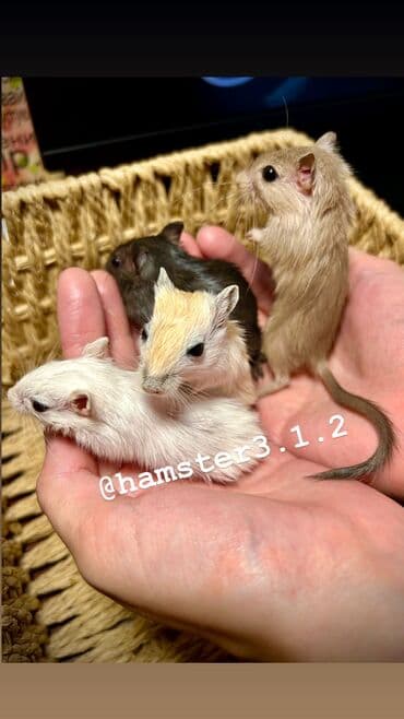 hamster3.1.2: Продаются РУЧНЫЕ песчанки. От них НЕТ ЗАПАХА, как от хомячков и крыс at lalafo.kg hamster3.1.2: Продаются РУЧНЫЕ песчанки. От них НЕТ ЗАПАХА, как от хомячков и крыс