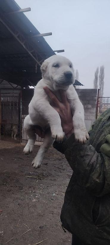 Щенки среднеазиатской овчарки (Алабай) - Возраст на фото: примерно at lalafo.kg — 1 Щенки среднеазиатской овчарки (Алабай) - Возраст на фото: примерно — 1