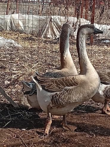 Мускус өрдөк эти: Гуси (порода китайская/лебединая, коричнево‑бурый окрас) - Крупные lalafo.kg да — 2 Мускус өрдөк эти: Гуси (порода китайская/лебединая, коричнево‑бурый окрас) - Крупные — 2