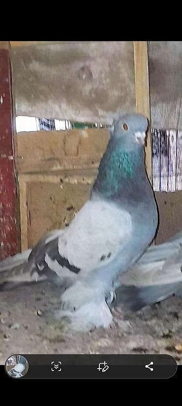 Пара декоративных голубей на продажу at lalafo.kg Пара декоративных голубей на продажу