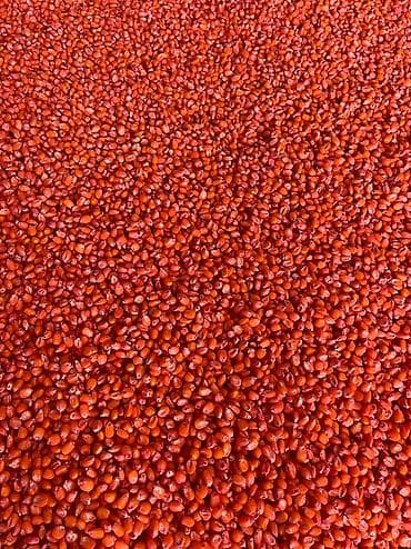 Семена кукурузы 🌽
Богатого качество урожая at lalafo.kg Семена кукурузы 🌽
Богатого качество урожая