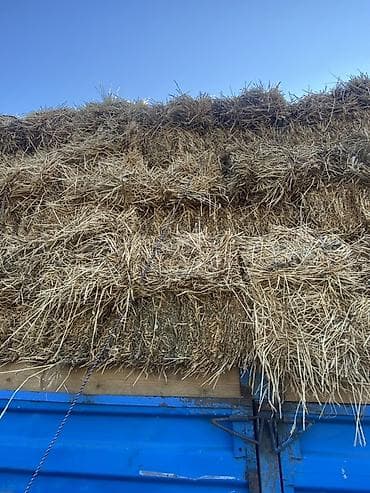 Срочно срочно цена окончательная Подпокровный клевер салом с at lalafo.kg Срочно срочно цена окончательная Подпокровный клевер салом с