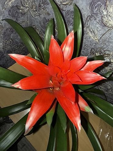 МАТЕРИНСКОЕ СЕРДЦЕ в наличии Сумочка в подарок🎁💝💐 В оптом и розницу at lalafo.kg МАТЕРИНСКОЕ СЕРДЦЕ в наличии Сумочка в подарок🎁💝💐 В оптом и розницу