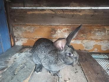 Продаю | Кролик самец at lalafo.kg Продаю | Кролик самец