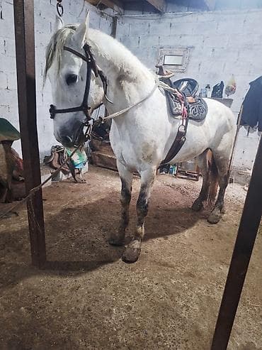 Продаю | Конь (самец) | Рабочий at lalafo.kg Продаю | Конь (самец) | Рабочий