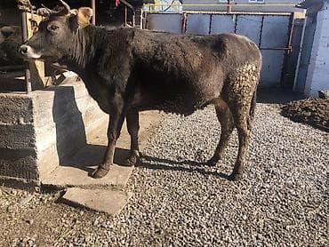 Продаю | Корова (самка), Бык (самец), Тёлка | Швицкая | На откорм, Для разведения, Для молока | Искусственник at lalafo.kg Продаю | Корова (самка), Бык (самец), Тёлка | Швицкая | На откорм, Для разведения, Для молока | Искусственник