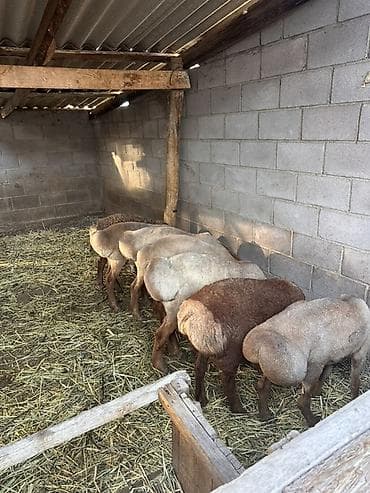 Продаю | Баран (самец) | На забой at lalafo.kg Продаю | Баран (самец) | На забой