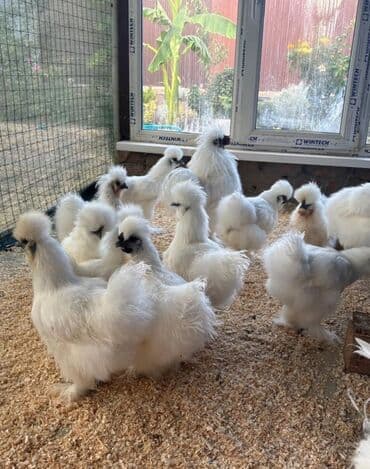 Продается рабочая семья шелков at lalafo.kg Продается рабочая семья шелков