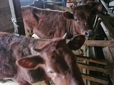 Продаю | Тёлка | Для разведения | Привязанные at lalafo.kg Продаю | Тёлка | Для разведения | Привязанные