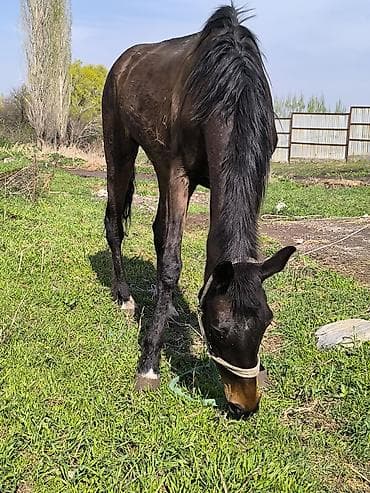 Продаю | Жеребенок | Конный спорт at lalafo.kg Продаю | Жеребенок | Конный спорт