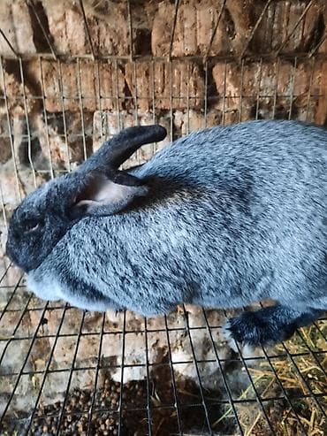 Продаю | Крольчиха (самка) | Племенные at lalafo.kg Продаю | Крольчиха (самка) | Племенные