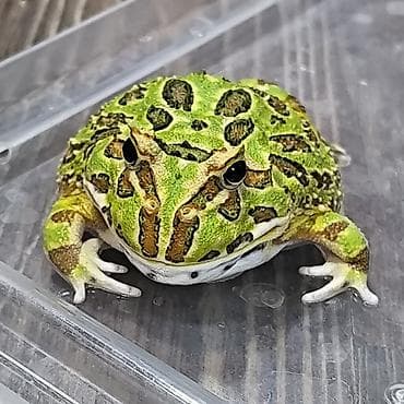 Лягушка, порода рогатка, декоративная,живая, домашний питомец at lalafo.kg Лягушка, порода рогатка, декоративная,живая, домашний питомец