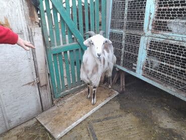 Продаю | Коза (самка) | Для разведения | Котные at lalafo.kg Продаю | Коза (самка) | Для разведения | Котные