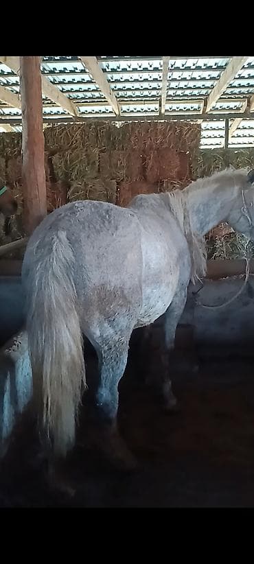 Продаю | Кобыла (самка) at lalafo.kg Продаю | Кобыла (самка)