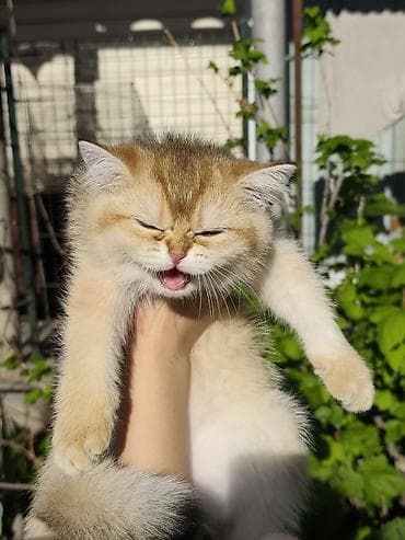 Скотиш Страйт (Шотландская прямоухая), 2 месяца, Девочка, Золотая шиншилла, Приучена к лотку at lalafo.kg Скотиш Страйт (Шотландская прямоухая), 2 месяца, Девочка, Золотая шиншилла, Приучена к лотку