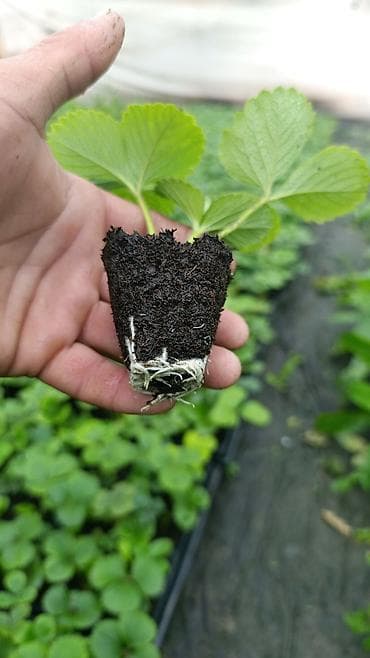 Продам рассаду клубника Альбион, в кассетах at lalafo.kg Продам рассаду клубника Альбион, в кассетах