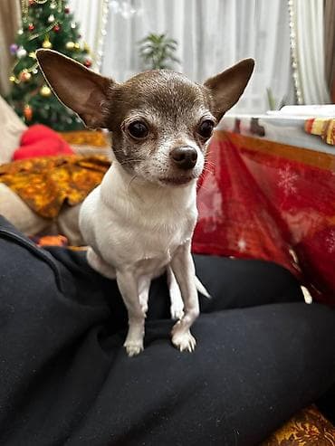 Вязка: Чихуахуа, Самец, Более 5 лет, С прививкой at lalafo.kg Вязка: Чихуахуа, Самец, Более 5 лет, С прививкой