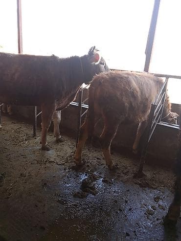 Продаю | Бык (самец) | Полукровка | На откорм | Привязанные at lalafo.kg Продаю | Бык (самец) | Полукровка | На откорм | Привязанные