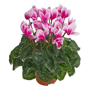 Цветущие цикламены 🌸 Живой подарок с душой Предлагаю цветущие at lalafo.kg Цветущие цикламены 🌸 Живой подарок с душой Предлагаю цветущие