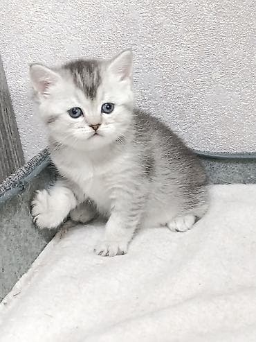 Скотиш Фолд (Шотландская вислоухая), 1 месяц, Девочка at lalafo.kg Скотиш Фолд (Шотландская вислоухая), 1 месяц, Девочка