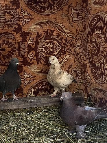 Домашние голуби, декоративные породы. - Разные расцветки: тёмный at lalafo.kg Домашние голуби, декоративные породы. - Разные расцветки: тёмный