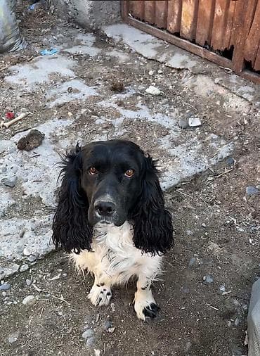 Кокер-спаниель, 1 год, Самец at lalafo.kg Кокер-спаниель, 1 год, Самец